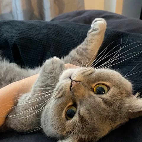 Beerus