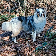 Otis a rejoint le concours — aidez-le/la à gagner de superbes lots ! alert, animal, australian_shepherd, autumn, bush, canine, daylight, dog, forest, fur, leaves, mammal, nature, outdoor, pet, standing, tree, walking, wild, woods