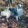 alert, animal, australian_shepherd, autumn, bush, canine, daylight, dog, forest, fur, leaves, mammal, nature, outdoor, pet, standing, tree, walking, wild, woods