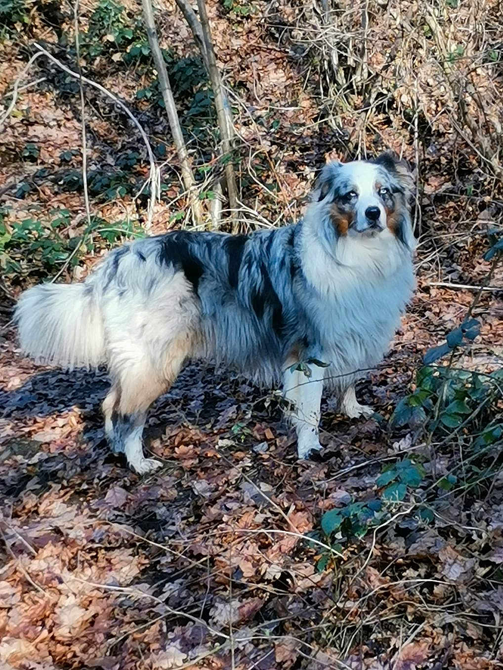 Otis