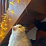 Lady a rejoint le concours — aidez-le/la à gagner de superbes lots ! animal, black_cat, cat, cozy, curious, cute, domestic_animal, feline, home, indoor, looking_up, night, pet, shadow, soft_fur, string_lights, warm_lighting, whiskers, white_cat, wooden_stairs