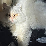 Lady participe au concours pour gagner de l'argent avec cette photo : cat, white_cat, fluffy, long_hair, pet, animal, feline, golden_eyes, sunlight, indoor, cozy, resting, close_up, fur, whiskers, cute, sleepy, relaxed, soft_texture, portrait