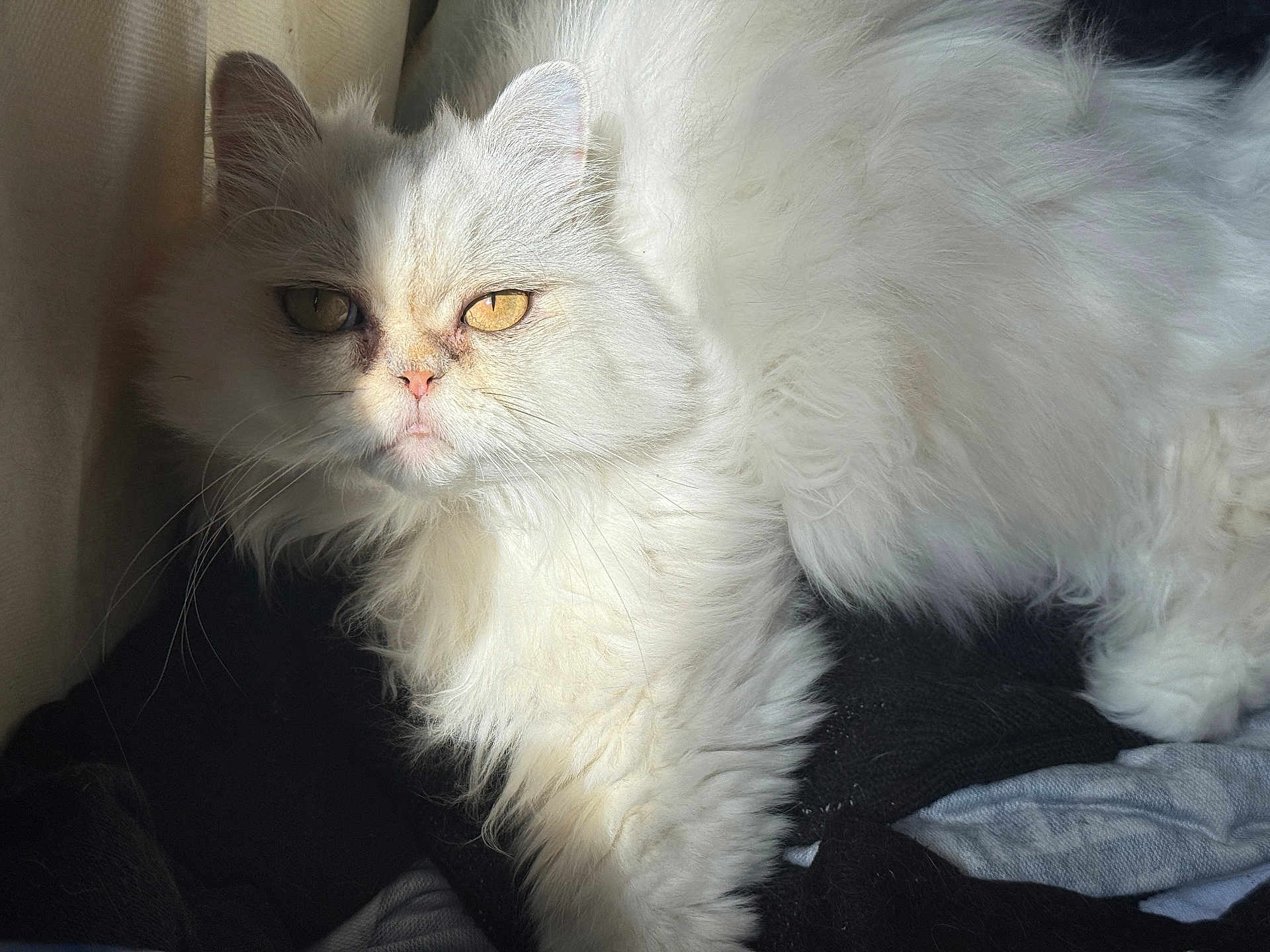 Lady participe au concours pour gagner de l'argent avec cette photo : cat, white_cat, fluffy, long_hair, pet, animal, feline, golden_eyes, sunlight, indoor, cozy, resting, close_up, fur, whiskers, cute, sleepy, relaxed, soft_texture, portrait