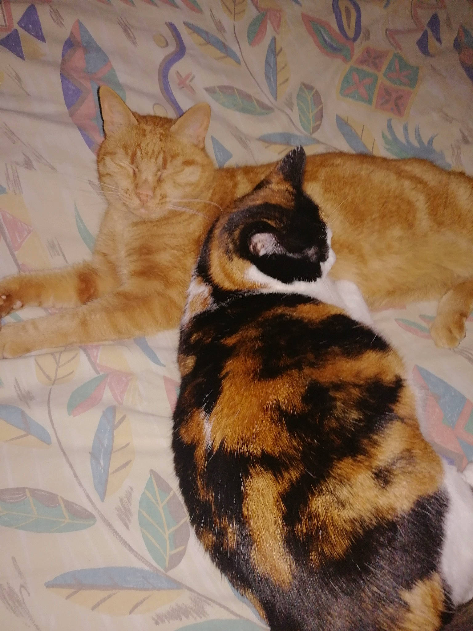 Luna a rejoint le concours — aidez-le/la à gagner de superbes lots ! art, asian, carnivore, cat, domestic_short_haired_cat, european_shorthair, fawn, felidae, fur, german_rex, kitten, small_to_medium_sized_cats, tabby_cat, tail, whiskers