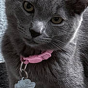 Valentina joined the competition — help win amazing prizes! cat, gray_cat, pet, collar, name_tag, feline, animal, indoor, cute, portrait, whiskers, ears, fur, sitting, looking, domestic_cat, closeup, companion, curious, young_cat
