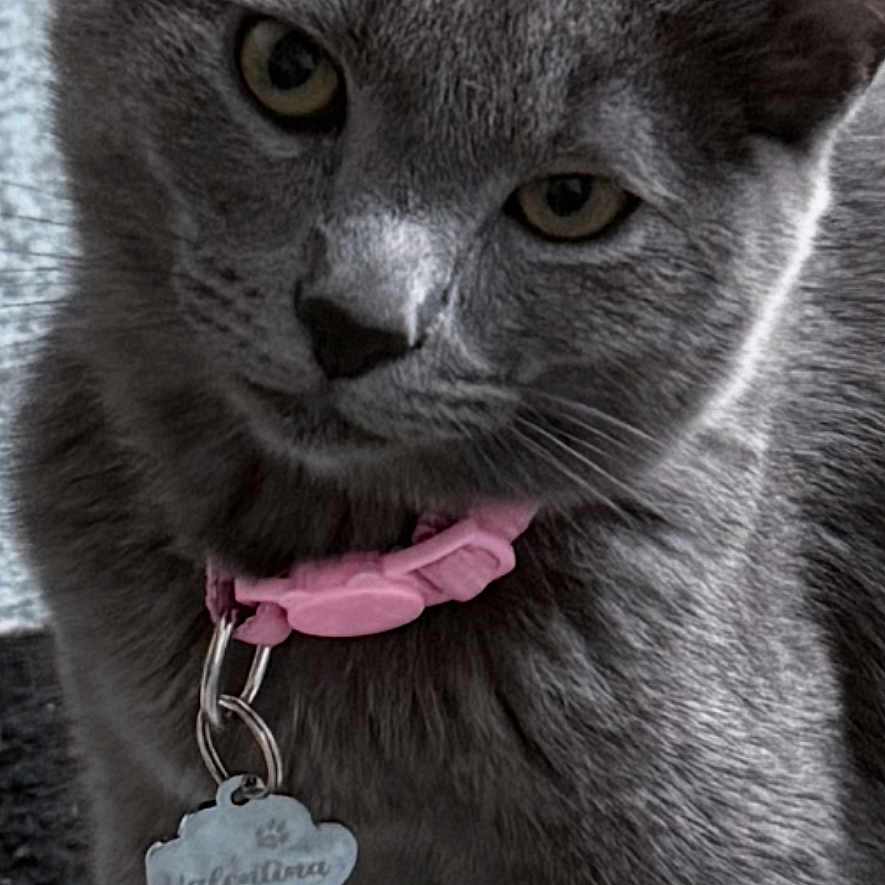 Valentina joined the competition — help win amazing prizes! cat, gray_cat, pet, collar, name_tag, feline, animal, indoor, cute, portrait, whiskers, ears, fur, sitting, looking, domestic_cat, closeup, companion, curious, young_cat