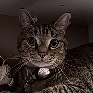 Pablo joined the competition — help win amazing prizes! cat, tabby, pet, funko_pop, collectible, box, indoor, animal, whiskers, collar, curious, sitting, toy, pop_culture, shelf, closeup, cute, feline, domestic_cat, looking