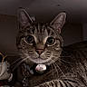 cat, tabby, pet, funko_pop, collectible, box, indoor, animal, whiskers, collar, curious, sitting, toy, pop_culture, shelf, closeup, cute, feline, domestic_cat, looking