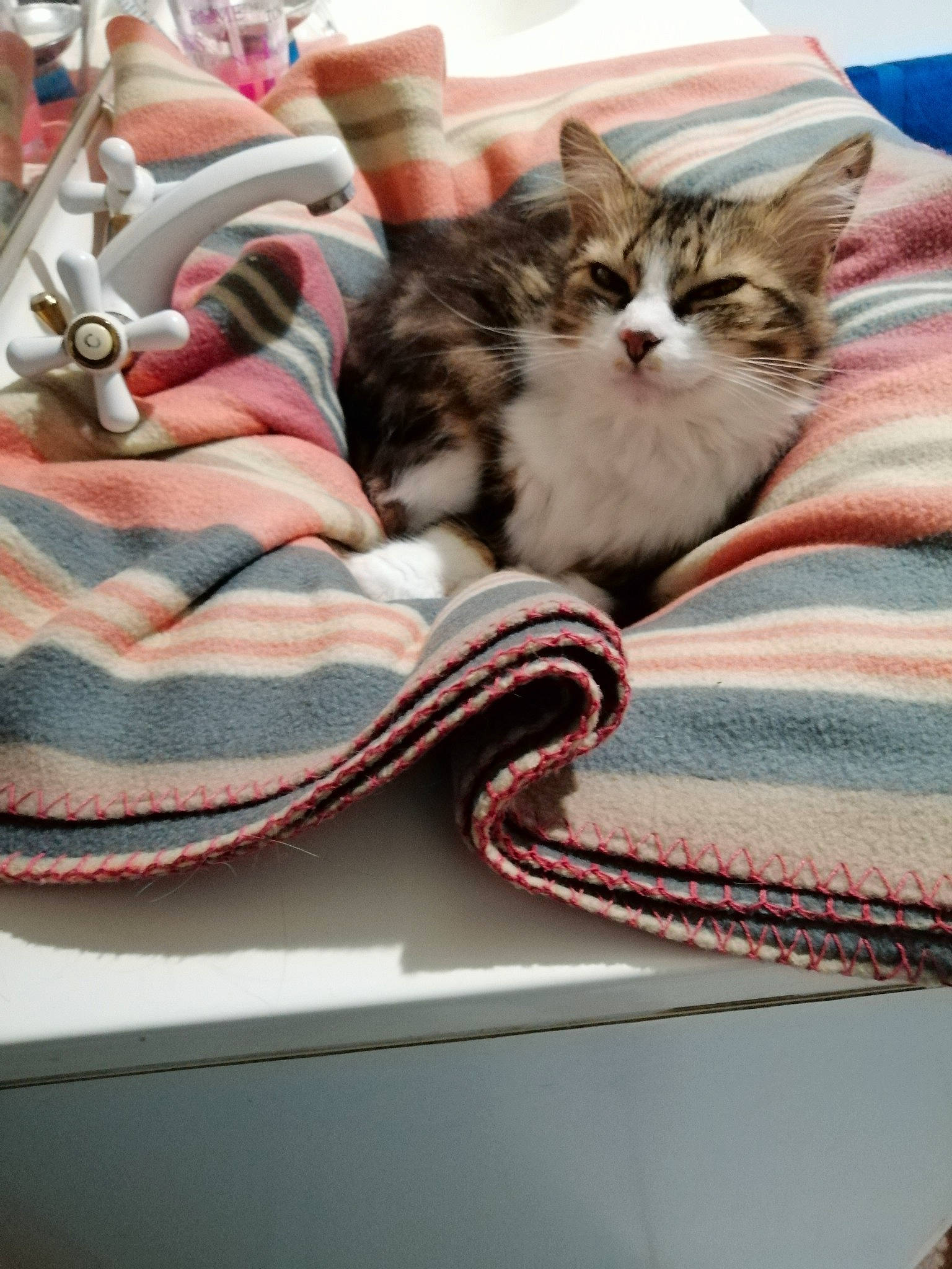 Timoune a rejoint le concours — aidez-le/la à gagner de superbes lots ! american_shorthair, asian, carnivore, cat, domestic_short_haired_cat, european_shorthair, felidae, fur, kitten, mammal, norwegian_forest_cat, siberian, small_to_medium_sized_cats, tabby_cat, textile, whiskers