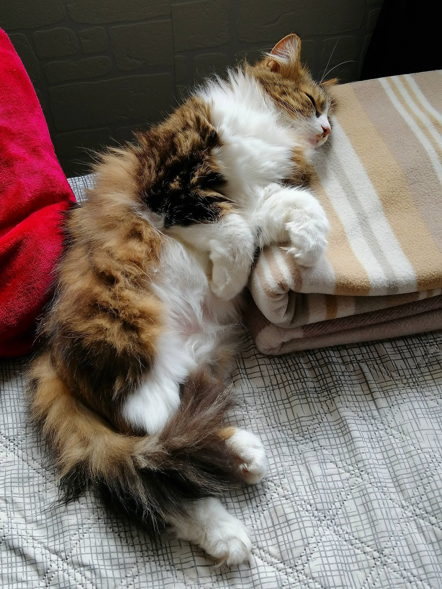 Timoune a rejoint le concours — aidez-le/la à gagner de superbes lots ! american_curl, british_semi_longhair, carnivore, cat, claw, domestic_long_haired_cat, european_shorthair, felidae, fur, kitten, maine_coon, mammal, norwegian_forest_cat, paw, polydactyl_cat, ragamuffin, siberian, small_to_medium_sized_cats, tabby_cat, whiskers