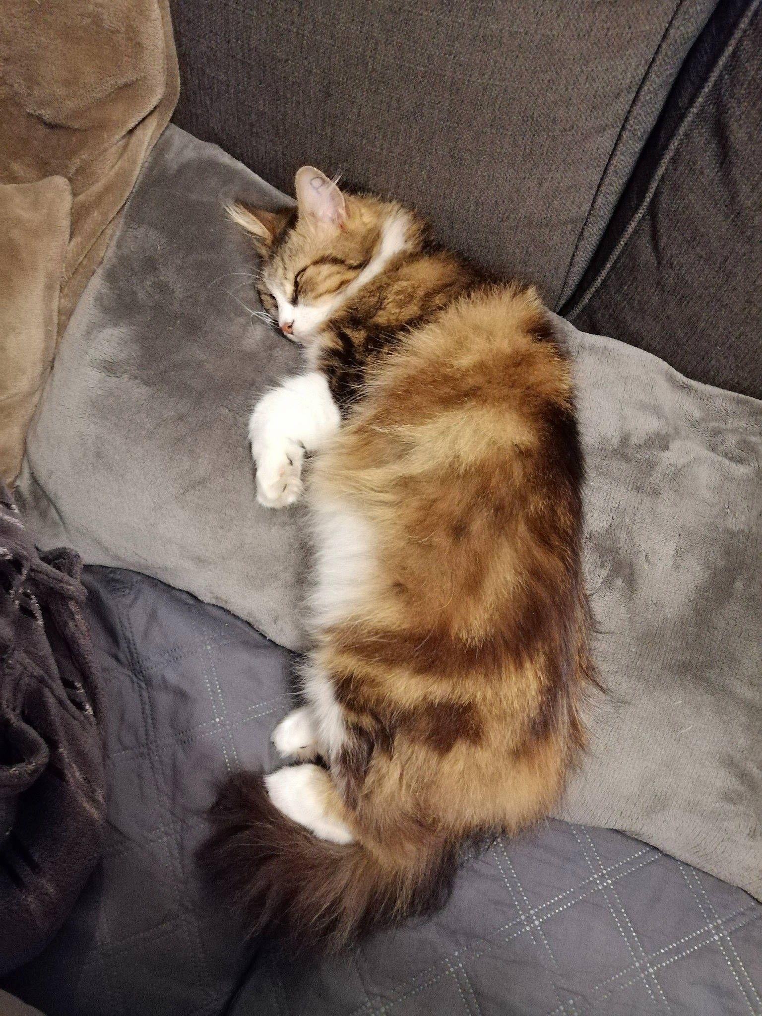 Timoune a rejoint le concours — aidez-le/la à gagner de superbes lots ! american_curl, carnivore, cat, cymric, domestic_long_haired_cat, domestic_short_haired_cat, dragon_li, european_shorthair, felidae, fur, kitten, kurilian_bobtail, maine_coon, mammal, norwegian_forest_cat, siberian, small_to_medium_sized_cats, tabby_cat, tail, whiskers