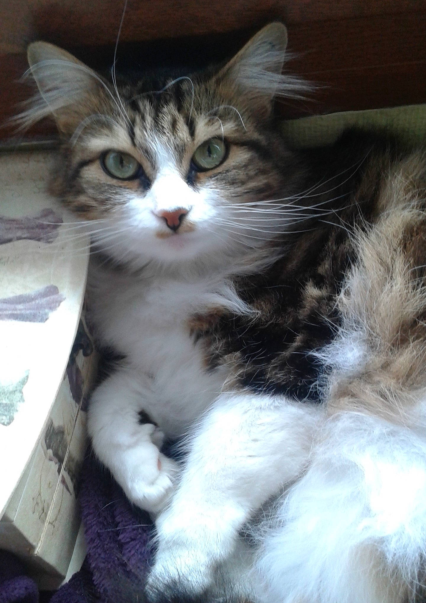 Timoune participe au concours pour gagner de l'argent avec cette photo : aegean_cat, american_wirehair, british_semi_longhair, carnivore, cat, domestic_long_haired_cat, domestic_short_haired_cat, european_shorthair, felidae, fur, kitten, maine_coon, mammal, norwegian_forest_cat, polydactyl_cat, ragamuffin, siberian, small_to_medium_sized_cats, tabby_cat, whiskers