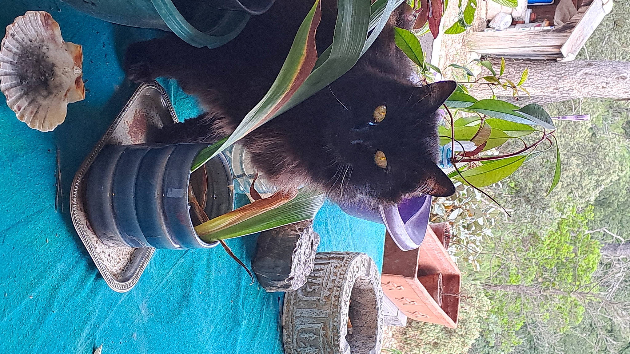 Papillote a rejoint le concours — aidez-le/la à gagner de superbes lots ! art, black_cat, bombay, carnivore, cat, collar, domestic_short_haired_cat, felidae, flowerpot, fur, grass, organism, personal_protective_equipment, plant, small_to_medium_sized_cats, snout, tail, tree, whiskers