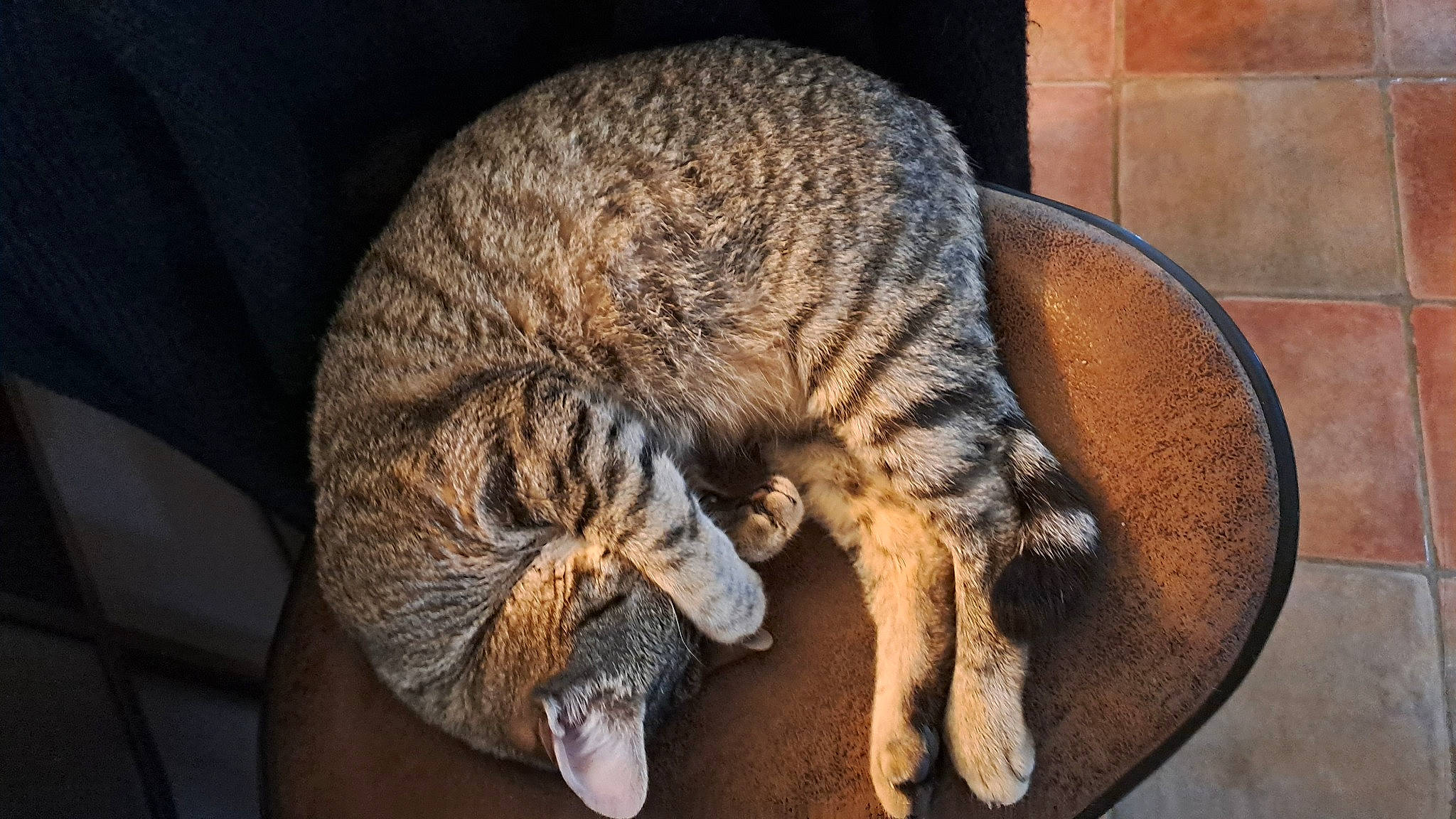 Praline a rejoint le concours — aidez-le/la à gagner de superbes lots ! brick, carnivore, cat, cat_bed, cat_supply, claw, comfort, domestic_short_haired_cat, felidae, fur, nap, paw, sleep, small_to_medium_sized_cats, snout, tail, terrestrial_animal, whiskers, wildlife, wood