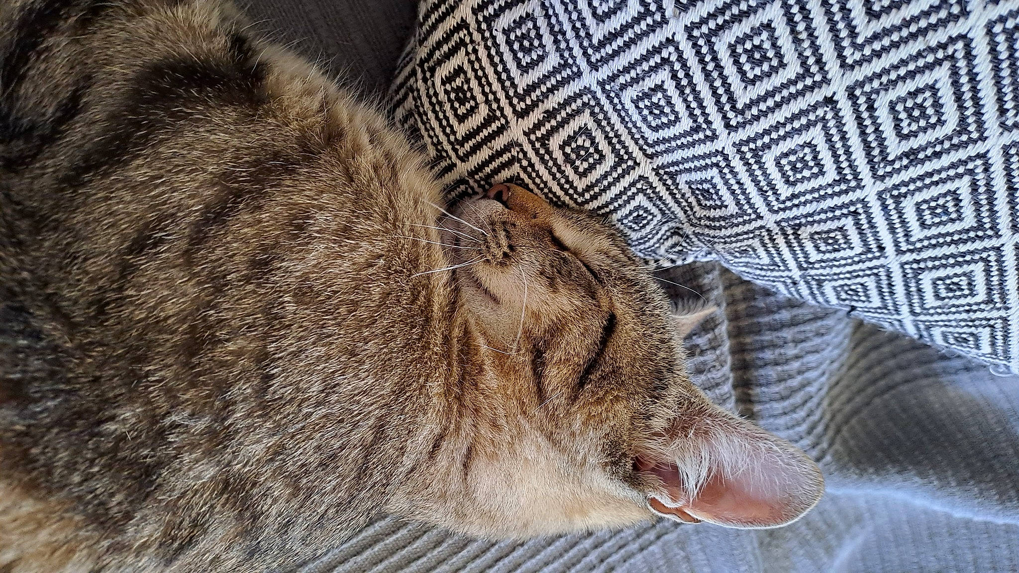 Praline a rejoint le concours — aidez-le/la à gagner de superbes lots ! big_cats, canidae, carnivore, cat, claw, comfort, domestic_short_haired_cat, fawn, felidae, foot, fur, nap, paw, small_to_medium_sized_cats, snout, tail, terrestrial_animal, whiskers, wildlife, wood