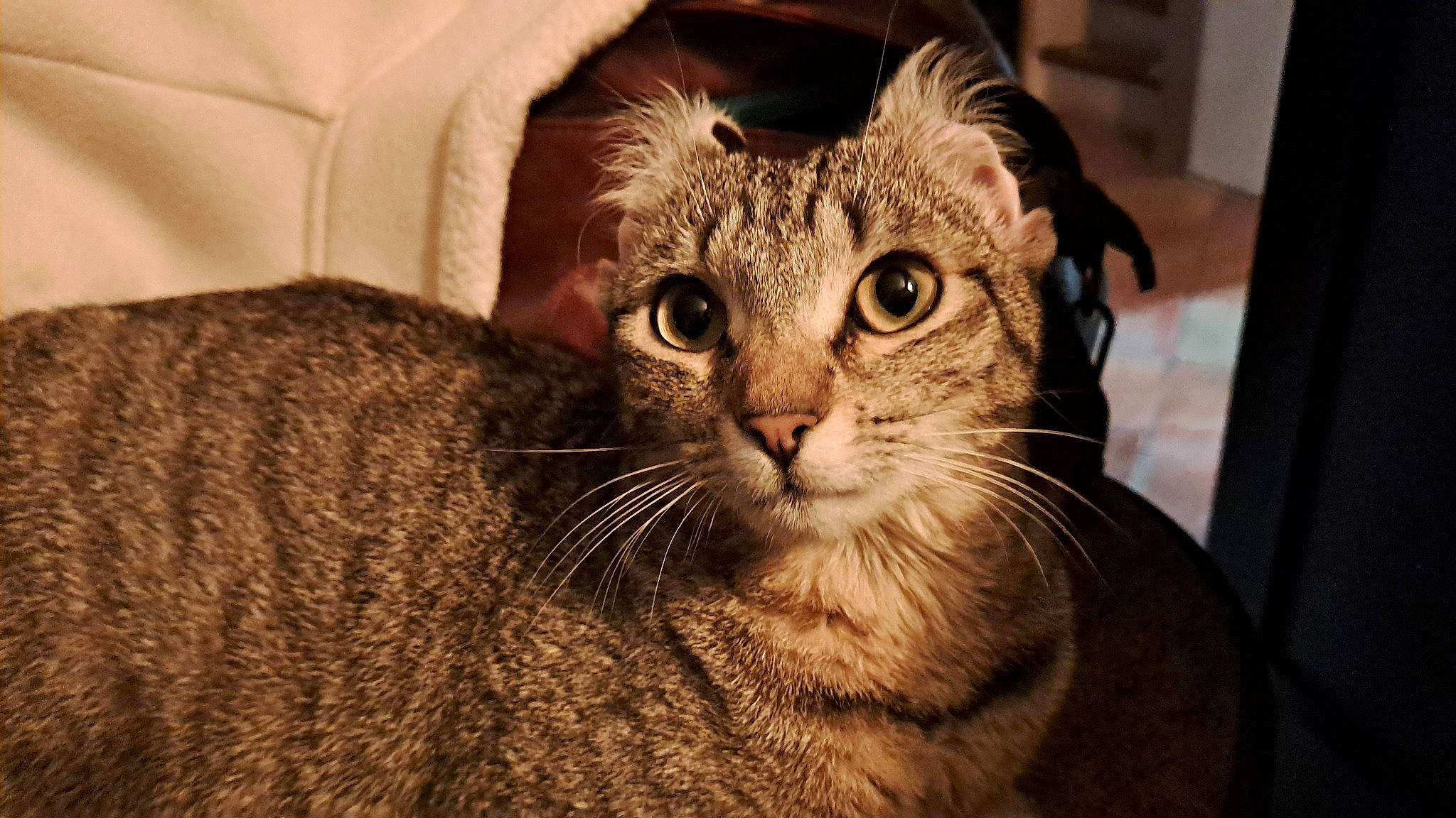 Praline a rejoint le concours — aidez-le/la à gagner de superbes lots ! carnivore, cat, claw, comfort, domestic_short_haired_cat, eye, felidae, fur, head, small_to_medium_sized_cats, snout, terrestrial_animal, tree, vertebrate, whiskers, wildlife, window