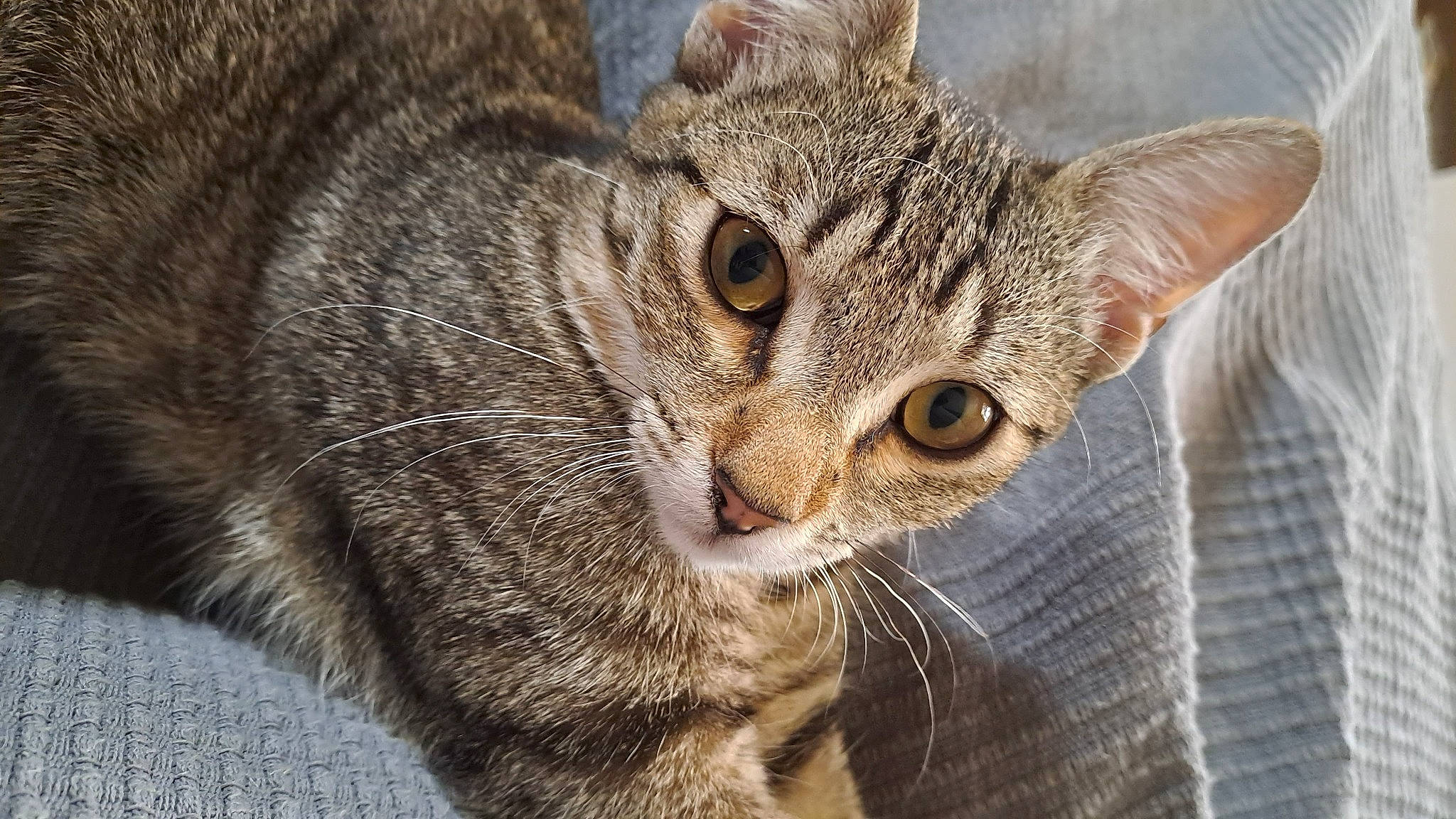 Praline a rejoint le concours — aidez-le/la à gagner de superbes lots ! carnivore, cat, claw, close_up, domestic_short_haired_cat, eye, felidae, fur, paw, small_to_medium_sized_cats, snout, terrestrial_animal, tree, whiskers, wildlife