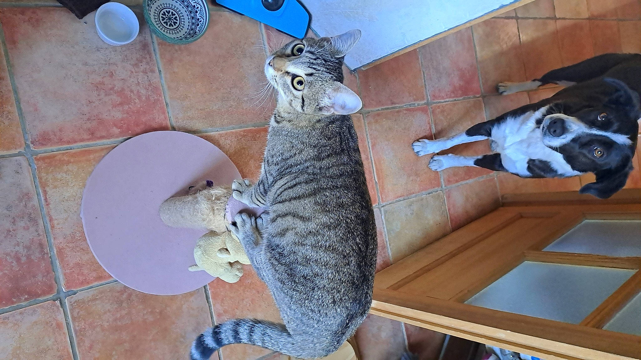 Praline a rejoint le concours — aidez-le/la à gagner de superbes lots ! carnivore, cat, comfort, domestic_short_haired_cat, drinkware, felidae, flooring, fur, hardwood, mechanical_fan, mobile_phone, room, small_to_medium_sized_cats, tableware, tail, terrestrial_animal, toy, water_bottle, whiskers, wood