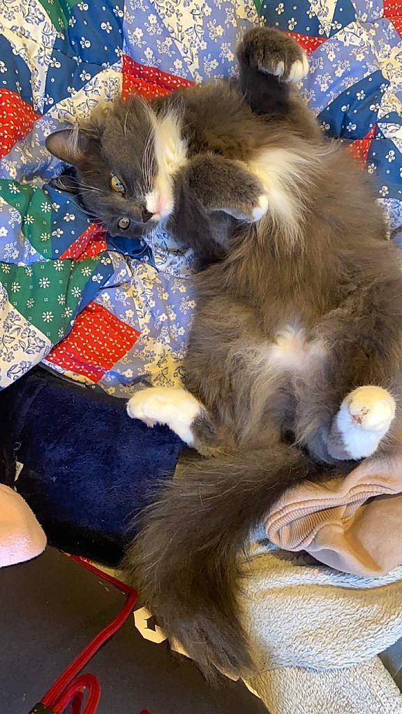 Maîko a rejoint le concours — aidez-le/la à gagner de superbes lots ! canidae, carnivore, cat, claw, comfort, companion_dog, dog_breed, domestic_short_haired_cat, felidae, flooring, fur, nap, natural_material, pattern, paw, small_to_medium_sized_cats, tail, terrestrial_animal, whiskers