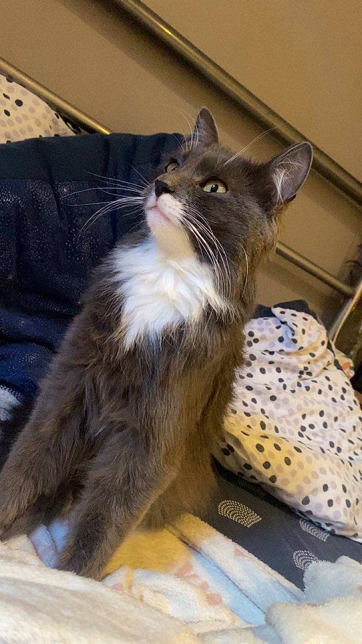 Maîko participe au concours pour gagner de l'argent avec cette photo : carnivore, cat, claw, comfort, domestic_short_haired_cat, felidae, flooring, fur, pattern, paw, small_to_medium_sized_cats, snout, tail, terrestrial_animal, whiskers