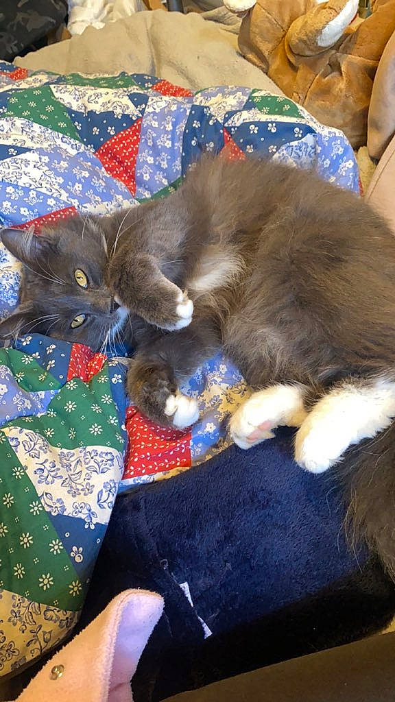 Maîko a rejoint le concours — aidez-le/la à gagner de superbes lots ! carnivore, cat, cat_supply, claw, comfort, domestic_short_haired_cat, electric_blue, fawn, felidae, fur, linens, nap, pattern, paw, pet_supply, small_to_medium_sized_cats, tail, terrestrial_animal, whiskers