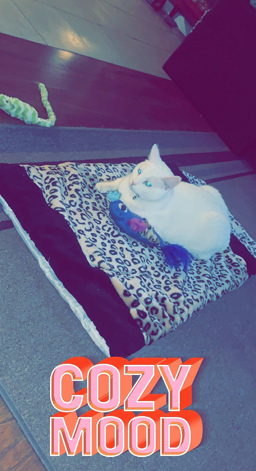 Snow joined the competition — help win amazing prizes! bed_sheet, bedding, brand, carnivore, cat, electric_blue, felidae, font, fur, linens, logo, magenta, pattern, photo_caption, purple, small_to_medium_sized_cats, sportswear, tail, whiskers