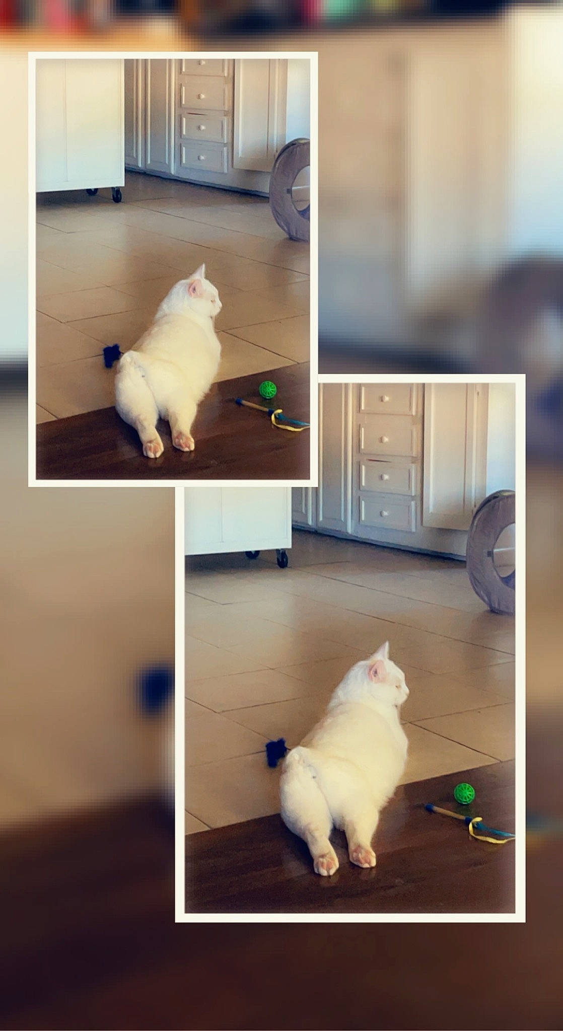 Snow is registered to the contest to win money with this photo: beauty, cabinetry, carnivore, cat, companion_dog, dog_breed, felidae, flooring, green, light, lighting, mammal, output_device, photograph, rectangle, small_to_medium_sized_cats, vertebrate, white, wood, yellow