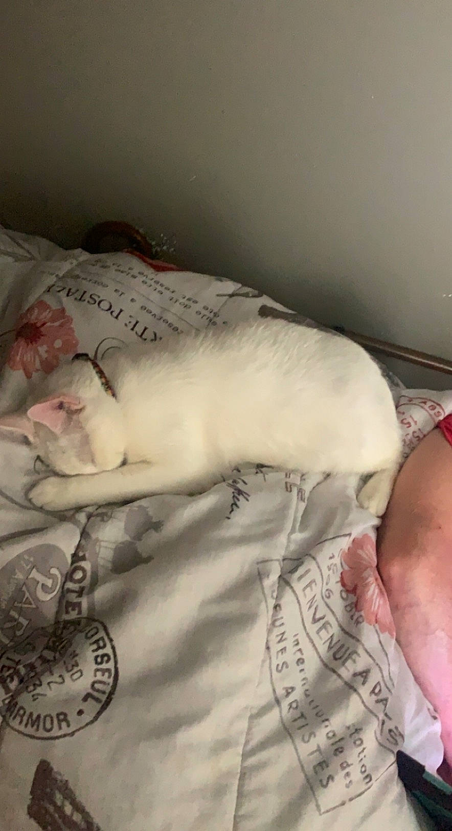 Snow is registered to the contest to win money with this photo: abdomen, bedding, carnivore, cat, chest, child, comfort, dress, duvet, felidae, finger, hand, human_leg, linens, skin, sleeve, small_to_medium_sized_cats, trunk, whiskers, wrist