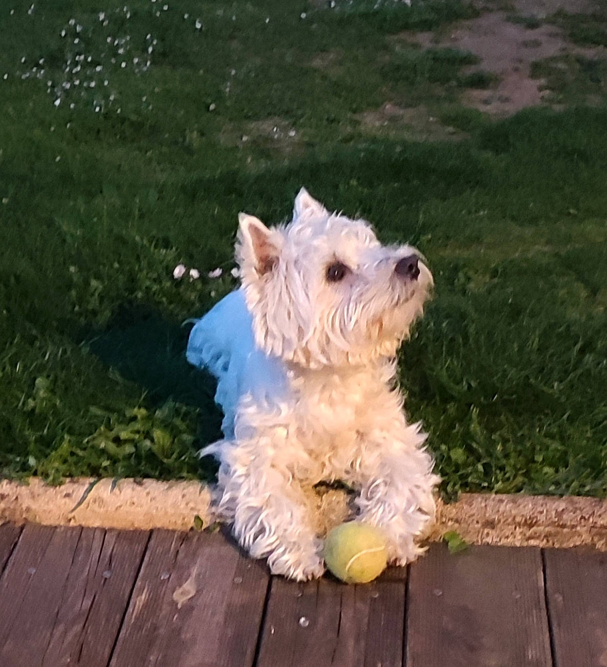 Roby participe au concours pour gagner de l'argent avec cette photo : canidae, carnivore, companion_dog, dog, dog_breed, dog_clothes, dog_collar, fawn, flooring, grass, maltepoo, plant, road_surface, small_terrier, snout, sporting_group, tail, terrier, toy_dog, wood