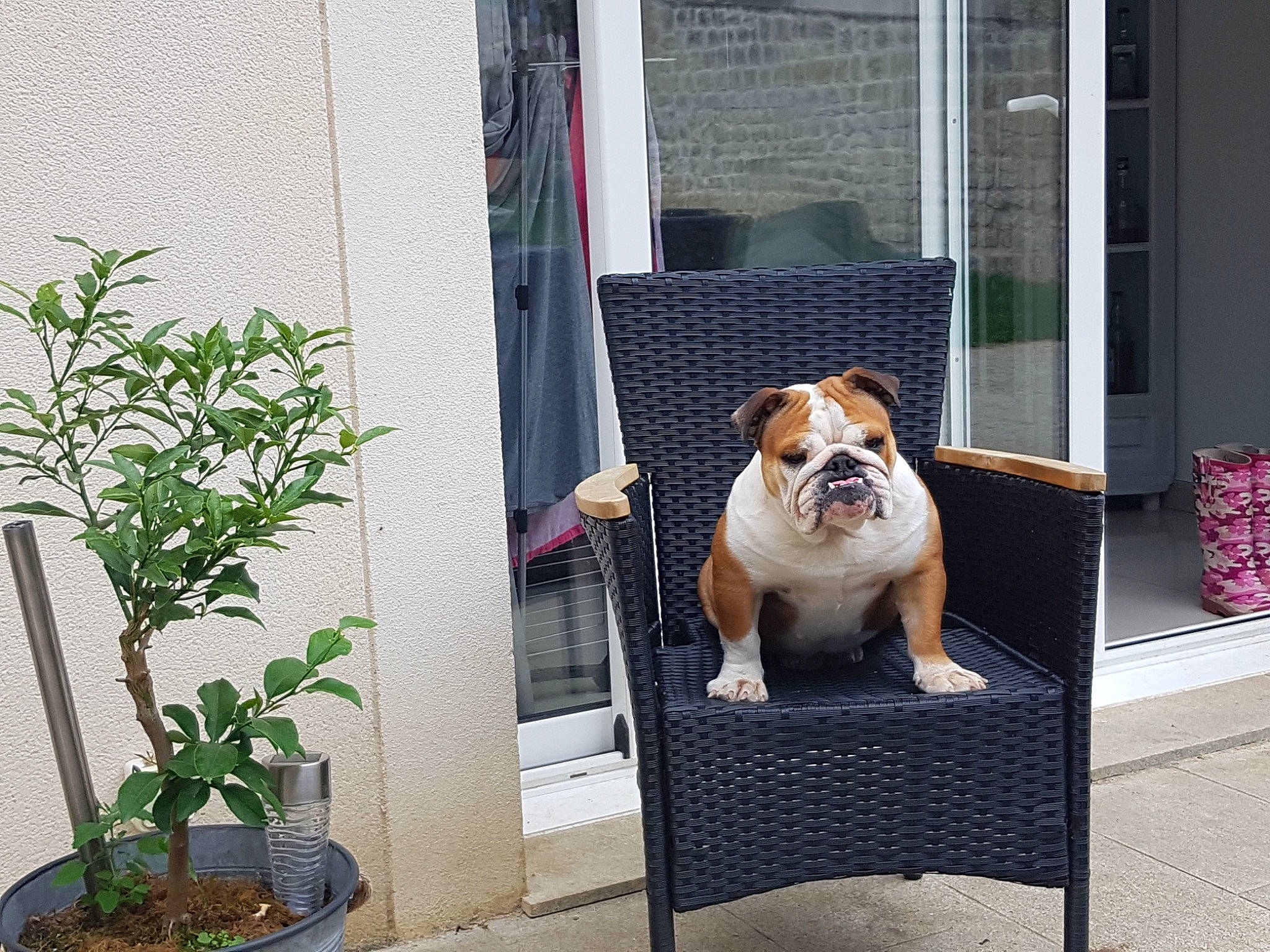 Paillette participe au concours pour gagner de l'argent avec cette photo : bulldog, carnivore, club_chair, collar, companion_dog, couch, dog, dog_breed, dog_collar, fawn, flowerpot, grass, herb, houseplant, pet_supply, plant, snout, sporting_group, window, working_animal
