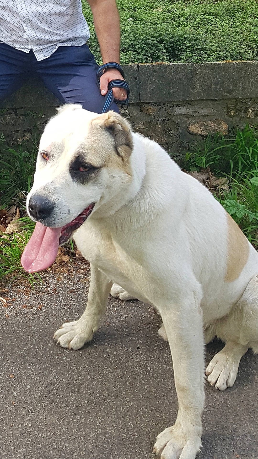 Haven a rejoint le concours — aidez-le/la à gagner de superbes lots ! carnivore, collar, companion_dog, dog, dog_breed, grass, non_sporting_group, pet_supply, plant, shorts, sporting_group, tail, terrestrial_animal, watch, working_animal, working_dog