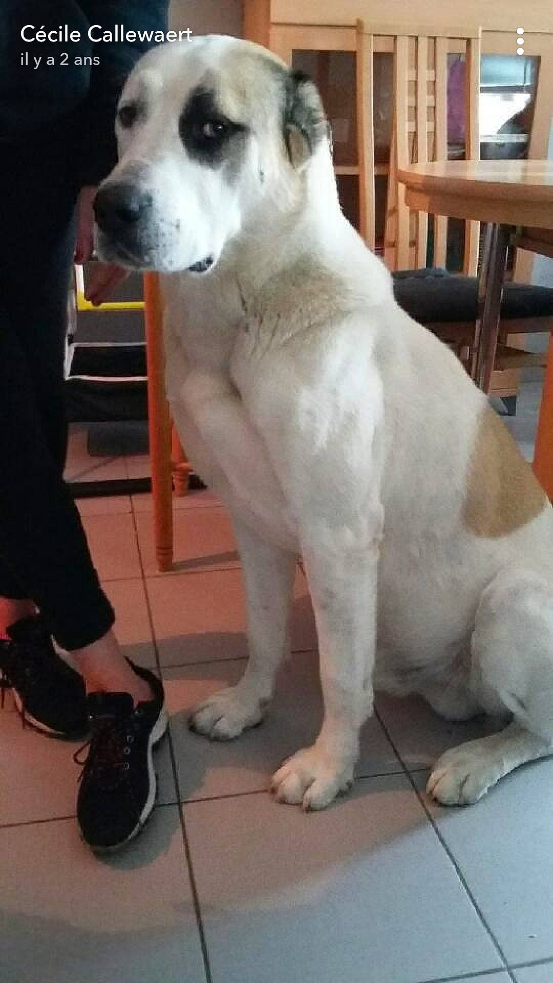 Haven participe au concours pour gagner de l'argent avec cette photo : ancient_dog_breeds, carnivore, chair, collar, companion_dog, dog, dog_breed, dog_collar, fawn, flooring, foot, fur, giant_dog_breed, non_sporting_group, snout, sporting_group, tail, whiskers, working_animal, working_dog