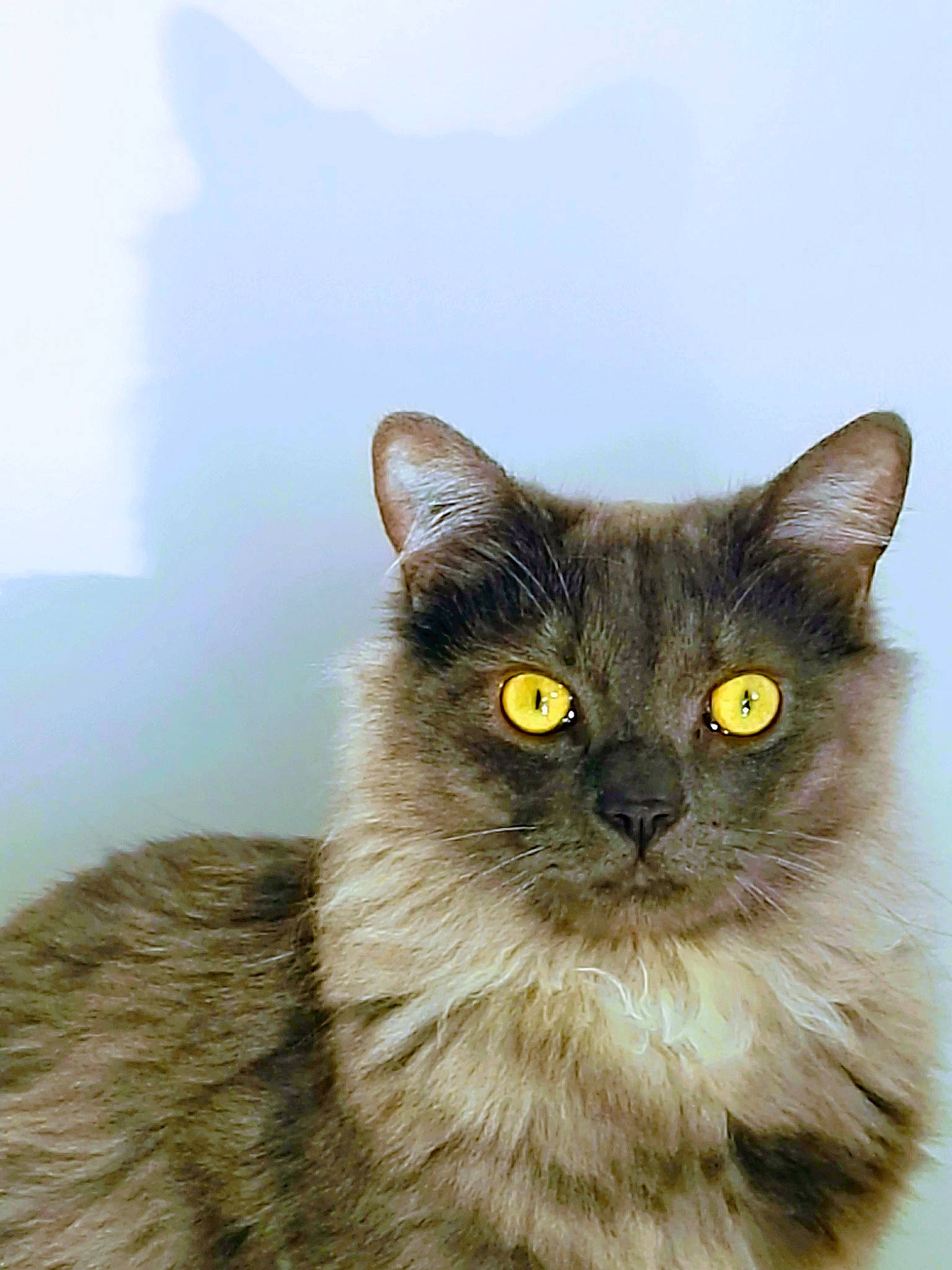 Lea participe au concours pour gagner de l'argent avec cette photo : birman, british_longhair, carnivore, cat, close_up, domestic_short_haired_cat, fawn, felidae, fur, grey, ragdoll, small_to_medium_sized_cats, terrestrial_animal, whiskers