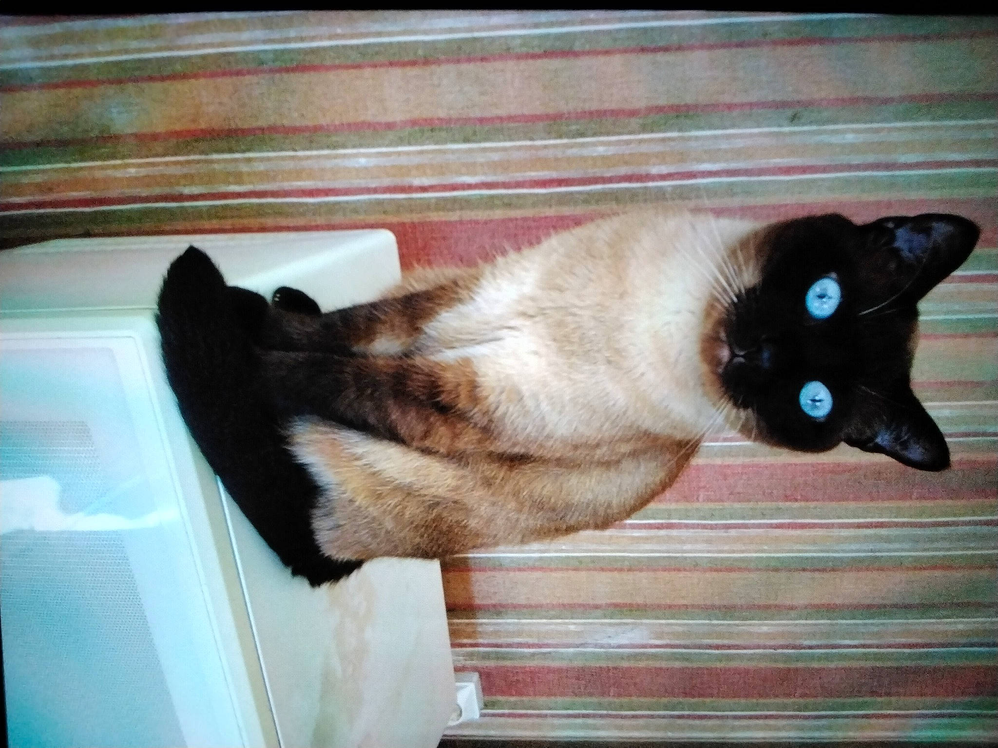 Chloé a rejoint le concours — aidez-le/la à gagner de superbes lots ! balinese, black_cat, bombay, carnivore, cat, comfort, domestic_short_haired_cat, eye, fawn, felidae, flooring, fur, hardwood, siamese, small_to_medium_sized_cats, snout, tail, thai, whiskers, wood