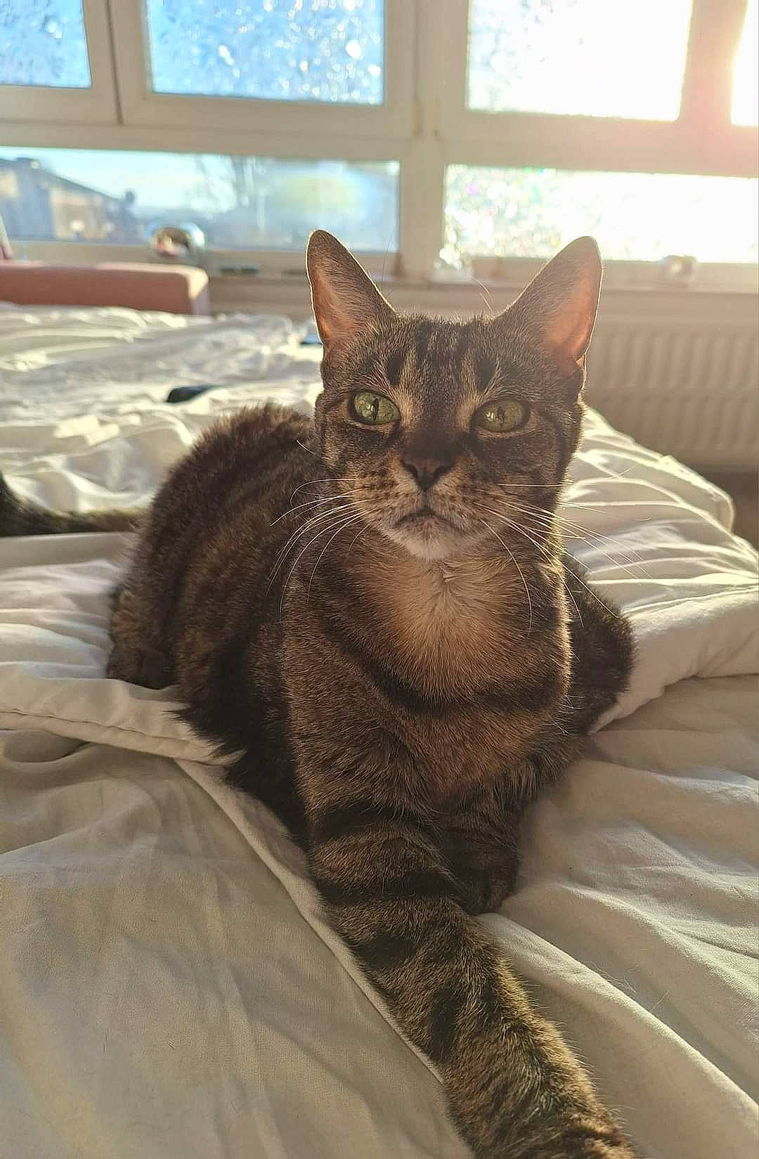 Bianca participe au concours pour gagner de l'argent avec cette photo : bed, bedding, carnivore, cat, cat_supply, comfort, domestic_short_haired_cat, eye, felidae, fur, grey, linens, mammal, small_to_medium_sized_cats, snout, tail, terrestrial_animal, vertebrate, whiskers, window
