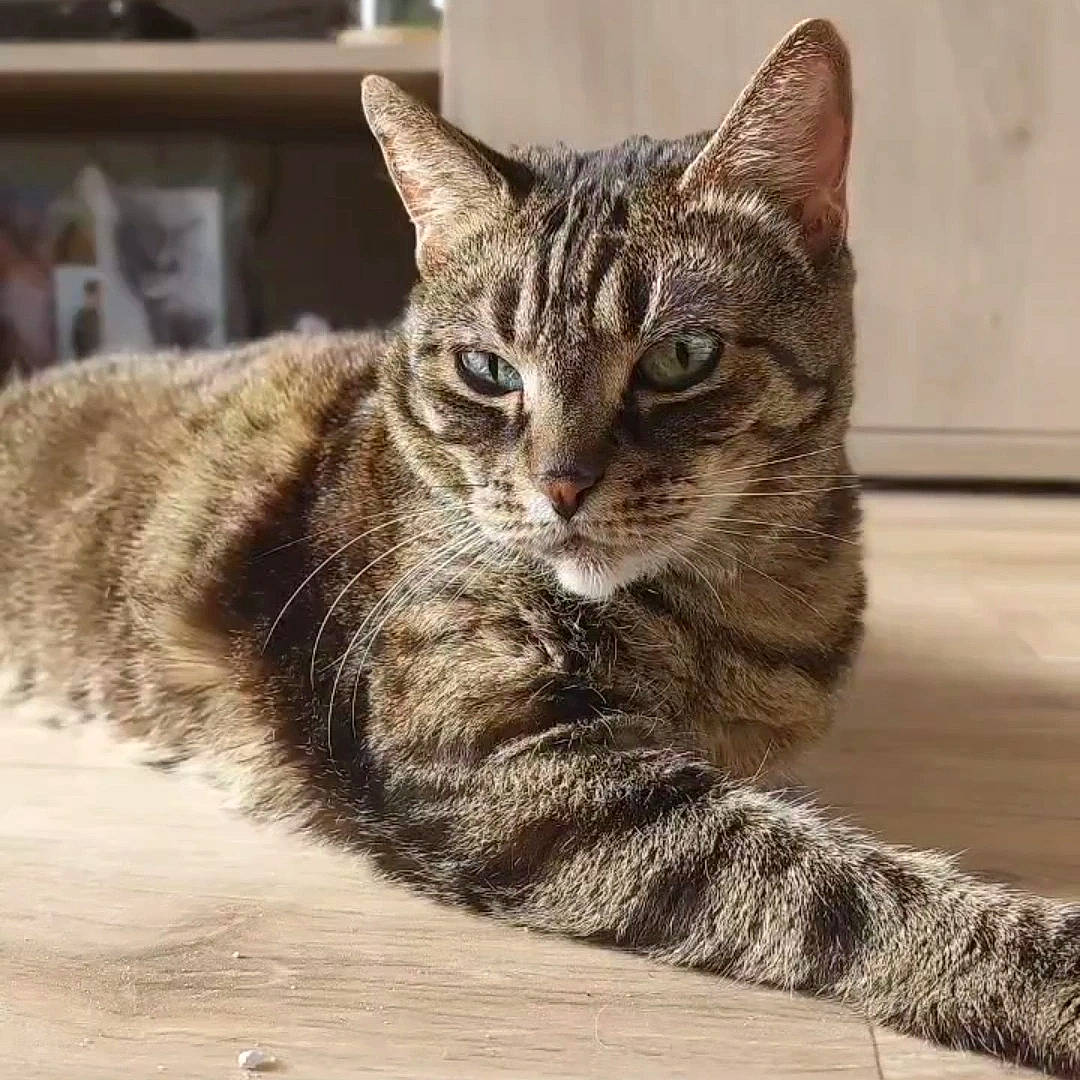 Bianca participe au concours pour gagner de l'argent avec cette photo : carnivore, cat, claw, domestic_short_haired_cat, felidae, fur, metal, paw, small_to_medium_sized_cats, tail, terrestrial_animal, tree, whiskers, wildlife, window