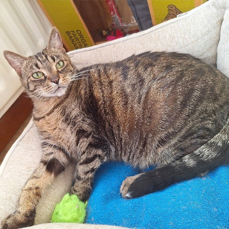 Bianca a rejoint le concours — aidez-le/la à gagner de superbes lots ! carnivore, cat, claw, comfort, domestic_short_haired_cat, felidae, fur, mammal, paw, pillow, small_to_medium_sized_cats, snout, tail, terrestrial_animal, whiskers