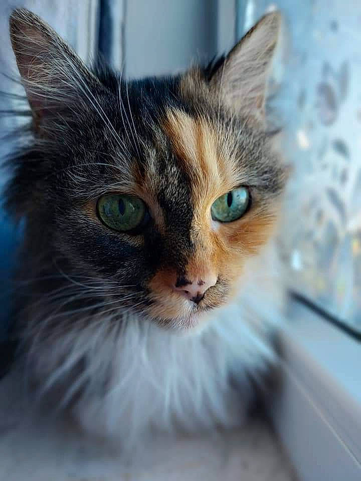 Pupuce participe au concours pour gagner de l'argent avec cette photo : carnivore, cat, claw, domestic_short_haired_cat, door, eye, felidae, fur, head, iris, paw, plant, small_to_medium_sized_cats, snout, tail, tree, whiskers, wildlife, window