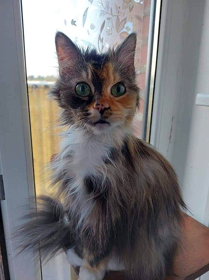 Pupuce participe au concours pour gagner de l'argent avec cette photo : carnivore, cat, claw, domestic_short_haired_cat, door, fawn, felidae, fur, paw, small_to_medium_sized_cats, snout, tail, terrestrial_animal, whiskers, window