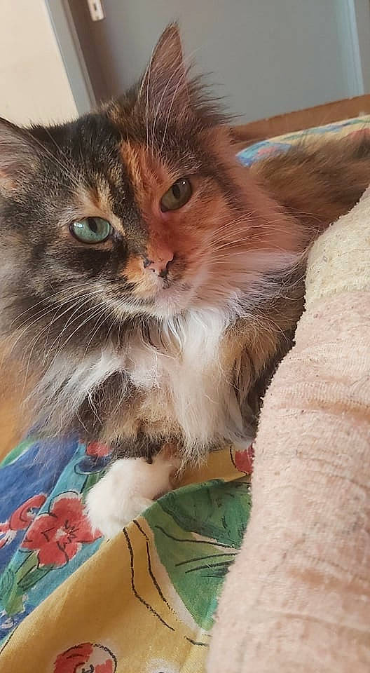 Pupuce a rejoint le concours — aidez-le/la à gagner de superbes lots ! box, carnivore, cat, cat_supply, claw, domestic_short_haired_cat, fawn, felidae, fur, paw, pet_supply, small_to_medium_sized_cats, snout, tail, whiskers