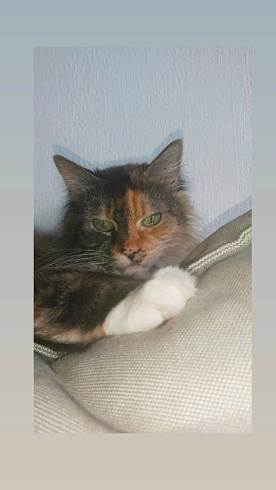 Pupuce a rejoint le concours — aidez-le/la à gagner de superbes lots ! box, carnivore, cat, comfort, domestic_short_haired_cat, felidae, fur, paw, small_to_medium_sized_cats, whiskers