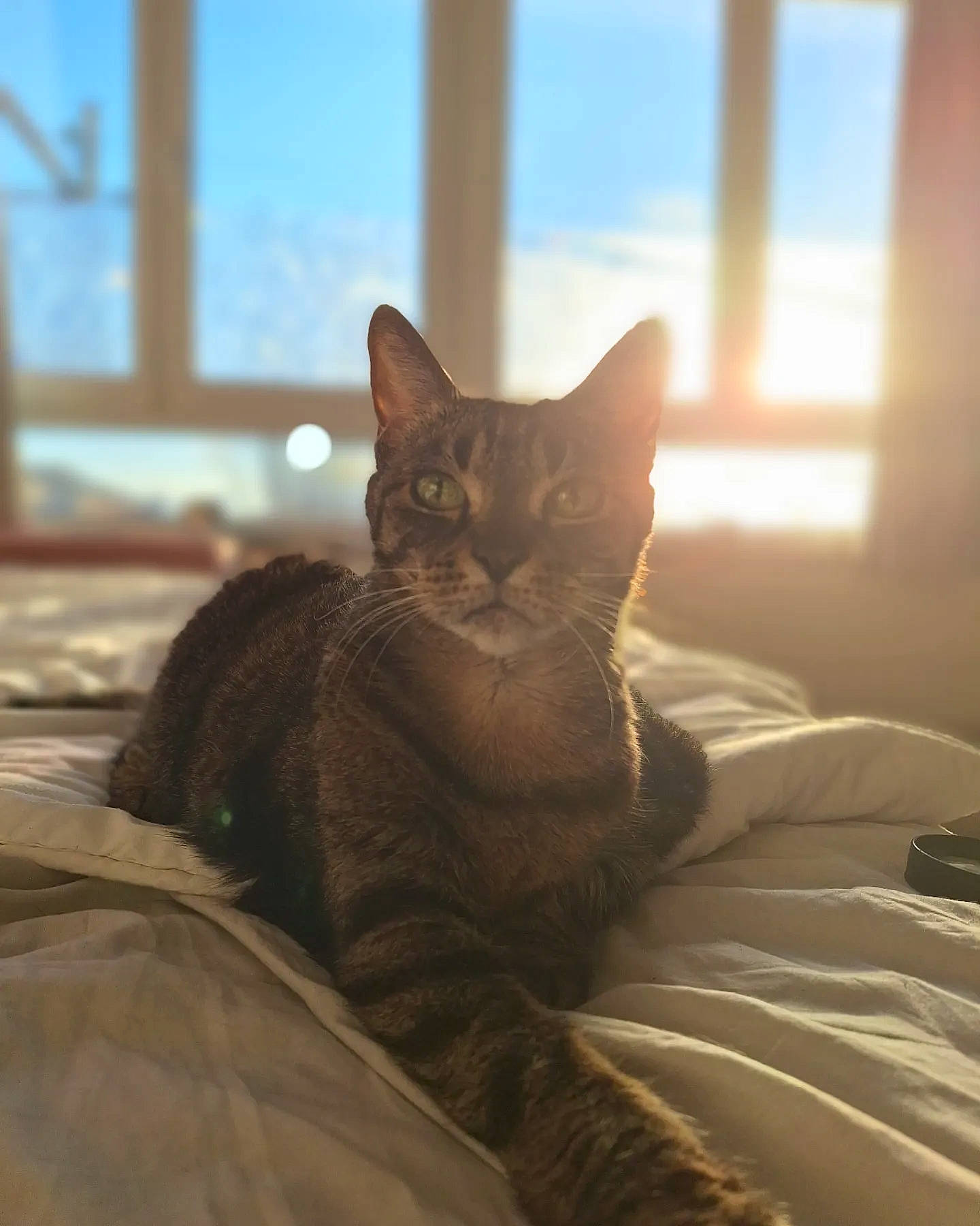 Bianca participe au concours pour gagner de l'argent avec cette photo : bed, carnivore, cat, comfort, domestic_short_haired_cat, eye, fawn, felidae, fur, grey, shadow, sitting, sky, small_to_medium_sized_cats, snout, tail, tints_and_shades, whiskers, window, wood