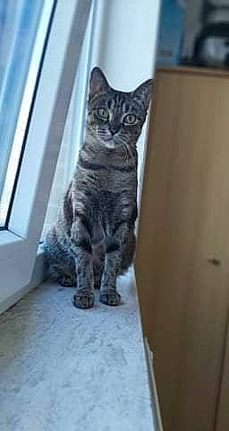 Bianca a rejoint le concours — aidez-le/la à gagner de superbes lots ! carnivore, cat, domestic_short_haired_cat, door, felidae, flooring, fur, grey, pattern, paw, small_to_medium_sized_cats, snout, tail, terrestrial_animal, whiskers, window, wood