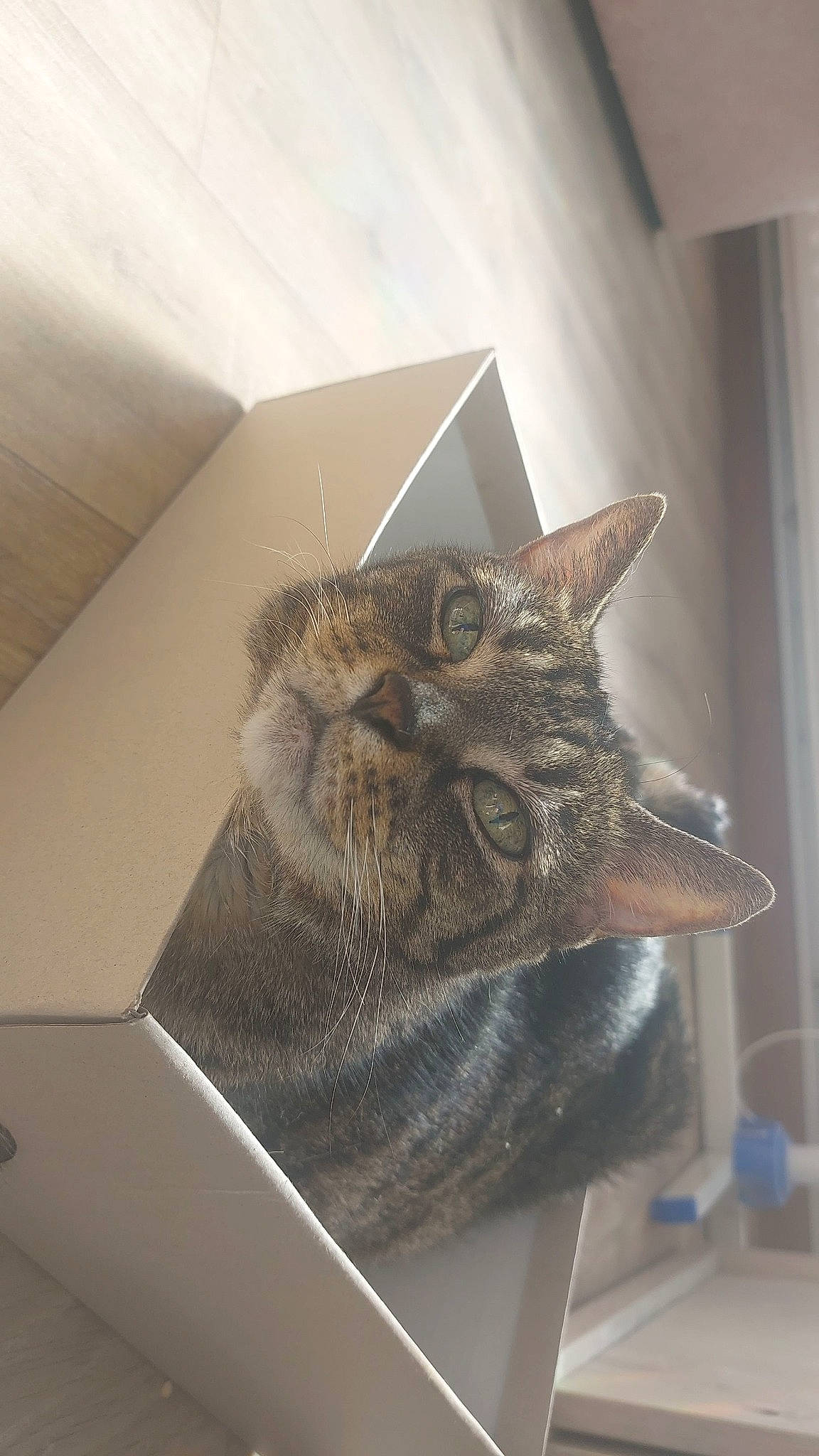 Bianca a rejoint le concours — aidez-le/la à gagner de superbes lots ! art, box, cardboard, carnivore, cat, ceiling, domestic_short_haired_cat, felidae, fur, paper_product, room, shelf, small_to_medium_sized_cats, snout, tail, whiskers, window, wood