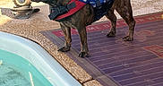 December May is registered to the contest to win money with this photo: blue, brindle, costume, dog, french_bulldog, funny, harness, mat, outdoor, patio, patriotic, pet, pool_equipment, poolside, portrait, standing, stars, sunlight, swimming_pool, wizard_hat