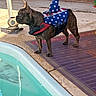 blue, brindle, costume, dog, french_bulldog, funny, harness, mat, outdoor, patio, patriotic, pet, pool_equipment, poolside, portrait, standing, stars, sunlight, swimming_pool, wizard_hat