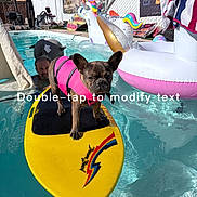December May is registered to the contest to win money with this photo: backyard, dog, french_bulldog, funny, inflatable, life_vest, outdoor, paddleboard, person, pink_vest, pool, poolside, summer, sunny, swimming, swimming_pool, text_overlay, unicorn_float, water, yellow_board