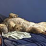 December May is registered to the contest to win money with this photo: bed, bedroom, belly_up, blanket, blue_bedding, bottle, brown, comfortable, dog, indoor, lying_down, nap, paw, pet, relaxed, resting, short_hair, sleeping, wrinkled, wrinkles