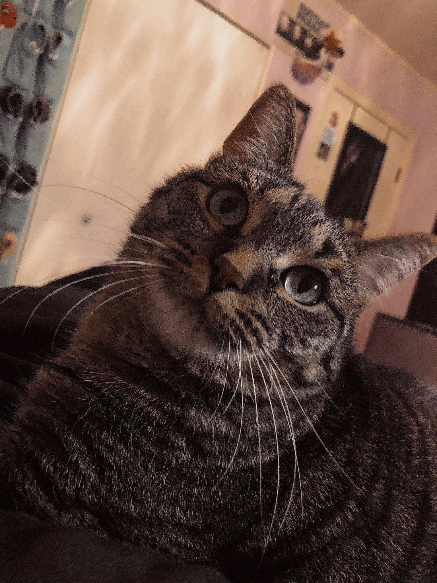 Cindy is registered to the contest to win money with this photo: american_shorthair, asian, california_spangled, carnivore, cat, domestic_short_haired_cat, dragon_li, european_shorthair, eye, felidae, fur, kitten, mammal, small_to_medium_sized_cats, snout, tabby_cat, whiskers