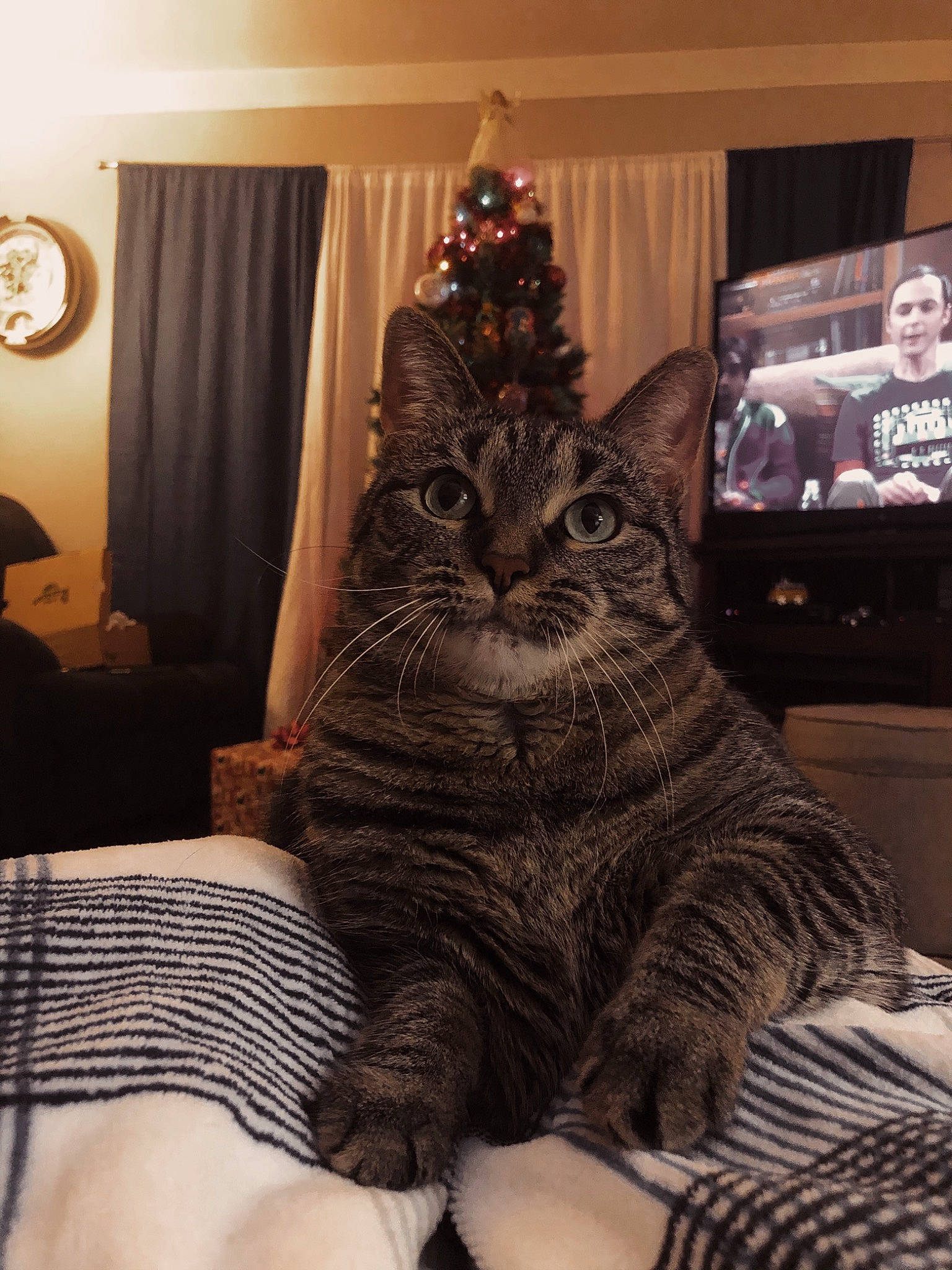 Cindy is registered to the contest to win money with this photo: american_shorthair, asian, carnivore, cat, domestic_short_haired_cat, european_shorthair, fawn, felidae, fur, interior_design, leg, pixie_bob, room, sitting, small_to_medium_sized_cats, tabby_cat, tree, whiskers